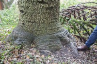 Base du tronc de l'époque victorienne, femelle, fructification Araucaria araucana syn. puzzle de singe, pin du Chili affichant son 'pied d'éléphant'. L'un des plus grands de l'espèce au Pays de Galles.