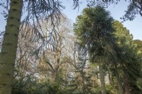 Quatre, mature, fructification, Victorian Araucaria araucana syn. puzzle de singe, pins chiliens dans un jardin privé près de Mold. arbres mâles et femelles.