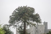 Fructification, arbre de puzzle de singe mâle syn. Araucaria araucana, pin chilien sur fond de château de Harlech.