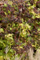 Impression d'automne avec Hydrangea petiolaris, Parthenocissus quinquefolia, septembre automne