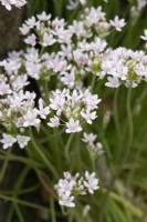 Allium Hyalinum - Oignon ornemental