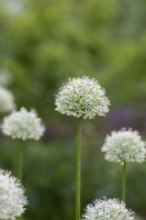 Allium 'Mont Blanc' - Oignon d'ornement