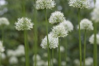 Allium 'Mont Blanc' - Oignon d'ornement