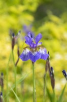 Iris sibirica 'Heavenly Blue' - Iris de Sibérie