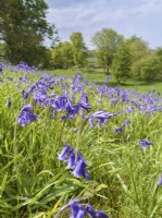 Hyacinthoides non-scripta - English Bluebells dans le parc de Kelling Hall Norfolk