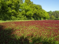Trifolium incarnatum - trèfle cramoisi cultivé comme récolte printemps mai