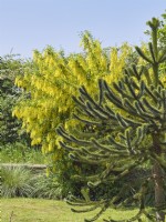 Araucaria araucana et Laburnum anagyroides et Araucaria araucana - Laburnum et Monkey Puzzle tree in front garden