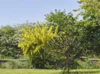 Laburnum anagyroides et Araucaria araucana - Laburnum et Monkey Puzzle arbre dans le jardin de devant