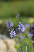 Parahebe perfoliata - Véronique de Digger