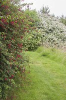 Arbustes à fleurs rustiques à côté du chemin d'herbe. Magellanica fuchsia. Août. Été.