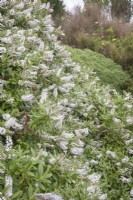 Ceinture-abri arbustive densément plantée dans un jardin côtier. Hébé blanc syn. véronique arbustive. Portraits de plantes. Plantation informelle. Août. Été.