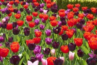 Plantation en masse de Tulipa 'Bastogne', Tulipa 'Paul Scherer', Tulipa 'Passionale', et Tulipa 'Mistress'.