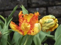 Tulipa 'Orange Favorite'
