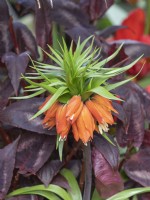 Couronne impériale (Fritillaria imperialis)