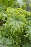 Malva verticillata 'Crispa' - Mauve végétale