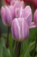 Tulipa - Tulipe 'Légère et Rêveuse'