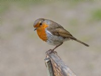 Erithacus rubecula European Robin perché sur chaise de jardin