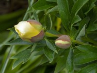 Paeonia lactiflora 'Bartzella' Eté Juin