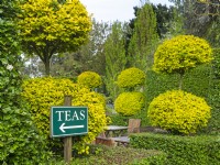 Clipped Buxus - Box - couverture et topiaire dans le jardin de thé à - East Ruston Old Vicarage, Norfolk May Spring