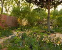 Groupes d'iris de Benton dispersés autour du jardin Nurture Landscapes, un jardin d'exposition conçu par Sarah Price au RHS Chelsea Flower Show 2023