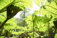 Gunnera manicata avec des feuilles fraîches vertes en juin