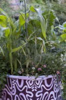 Erigeron karvinskianus, Foeniculum vulgare et le maïs doux dans un tambour à huile peint à la RHS et Eastern Eye Garden of Unity. Créateur : Manoj Malde