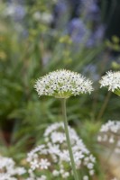 Allium Orientale - Oignon d'ornement