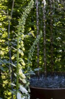 Chaîne de pluie et digitales blanches, Digitalis purpurea f. albiflora. Le jardin de la RSPCA. Concepteur : Martyn Wilson