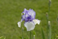Iris 'Violet Icing' - Iris barbu