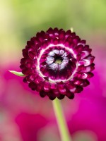 Helichrysum bracteatum 'Dragon Fire' - Strawflower - Août