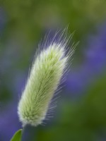 Lagurus ovatus - Queue de lièvre - Juin