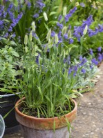 Lagurus ovatus en pot en terre cuite - Queue de lièvre - Juin