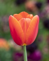 Tulipa 'Charade' - Tulipe - Mai