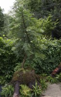 Un Wollemia nobilis - pin Wollemi poussant à partir d'une souche d'arbre en décomposition et entouré de fougères.The Mary Anning Space to Learn GardenDesign : Julie et Andrew HaylockBalcony and Pot Gardens : RHS Chelsea Flower Show 2023