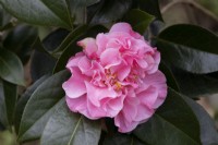 Jury Camellia x williamsii Mona. Fleurs et feuillage. Fermer. Printemps. Peut.