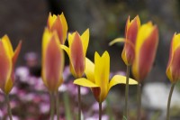 Tulipa clusiana var. fleurs de chrysanthème. Fermer. Printemps. Peut. Mise au point sélective.