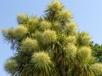 Cordyline australis palmier chou printemps en fleurs l'été juin
