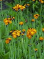 Hieracium brunneocroceum - Orange Hawkbit également connu sous le nom de Fox et Cubs