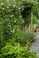 Rambler Rose sur pergola avec parterre de fleurs et plantes en pot dont Epimedium alpinum, Bergenia crassifolia, Argyranthemum et Sisyrinchium striatum, Open Gardens Day, Old Newton, Suffolk