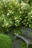 Rambling Rose 'Malvern Hills' en cascade sur l'ancien siège en bois - Open Gardens Day, Old Newton, Suffolk