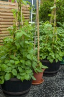 Phaseolus coccineus - Haricots d'Espagne cultivés en pots avec supports de canne - Journée jardins ouverts, Waldringfield, Suffolk