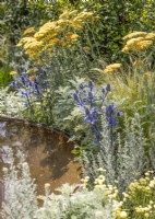 Plantation de plantes vivaces avec Achillea, Artemisia et blue sea holly au bord d'une cuvette en métal, juillet d'été