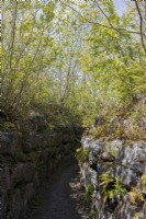 Ravin méditerranéen avec de profondes parois rocheuses, des plantes qui aiment l'ombre et des arbres en surplomb. Trago Mills montrent les jardins, Devon, Royaume-Uni. Peut. Printemps