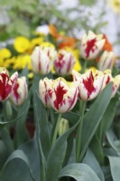 Tulipe 'Grande Perfection'