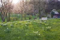 Prairie de fleurs sauvages avec jonquilles, banc en bois et chemin fauché.