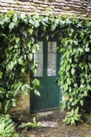 Porte encadrée par Hedera colchica sur le pool house à Milton Lodge, Somerset en juin