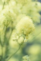 Thalictrum flavum subsp. glaucum en juin