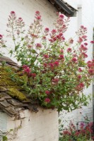 De plus en plus de valériane semée sur le toit du bâtiment abandonné - Journée jardins ouverts, Easton, Suffolk