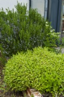 Parterre d'herbes contenant du romarin, de la sauge dorée panachée, du cerfeuil et du persil - Journée des jardins ouverts, Nacton, Suffolk