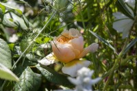 Rosa 'Roald Dahl' David Austin Ausowlish - BBC Gardeners' World Live, Birmingham 2023 - Ruth Gwynn Associates The Newson Health Menopause Garden - Concepteur : par Ruth Gwynn